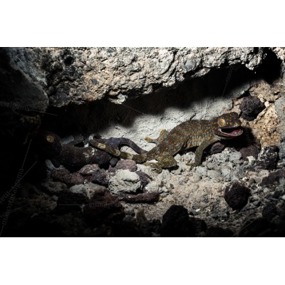 Gecko Tokay - gekko gecko